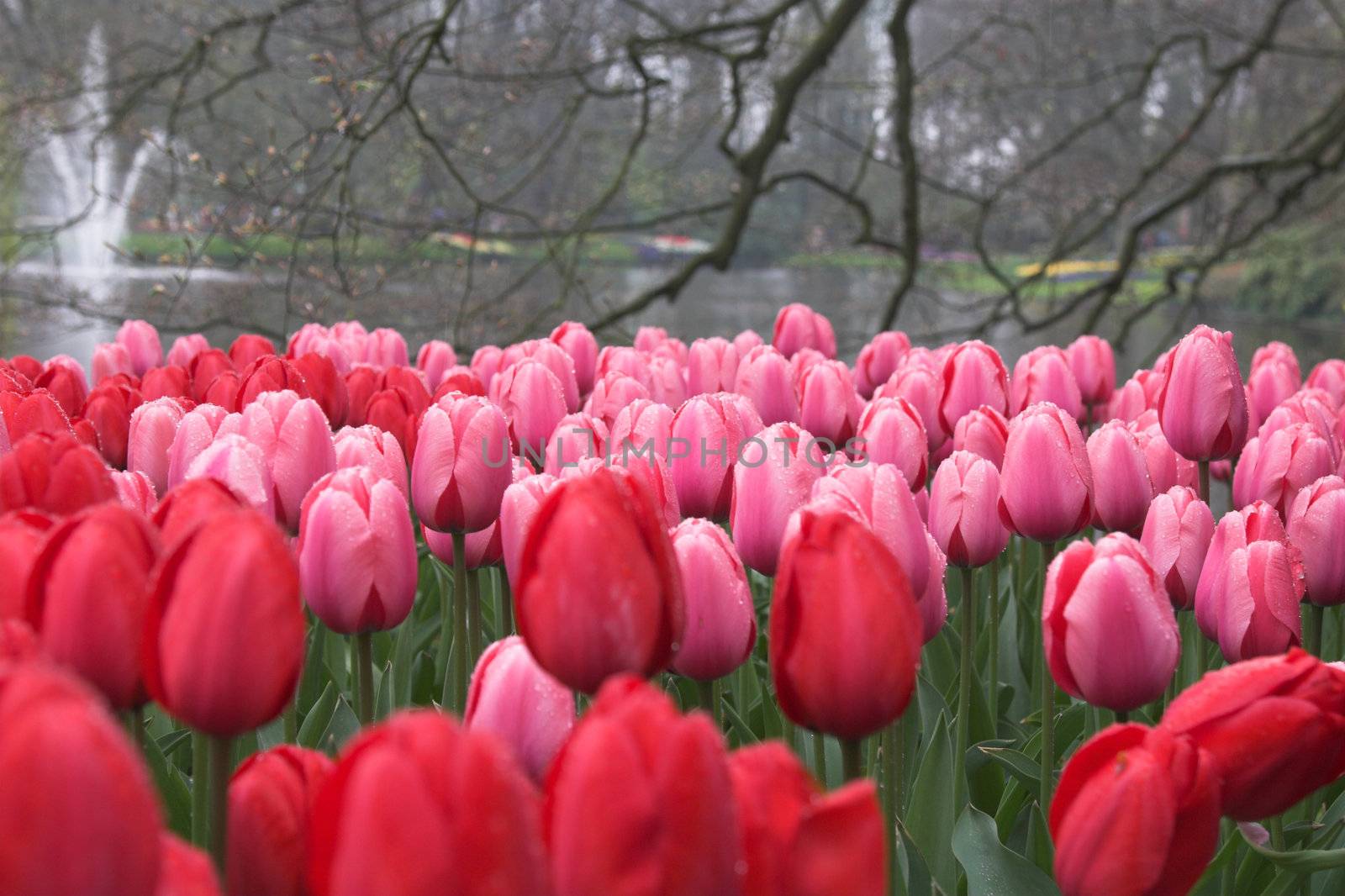 Pretty tulips at the keukenhof on a rainy day (streaks in the background is rain falling down)