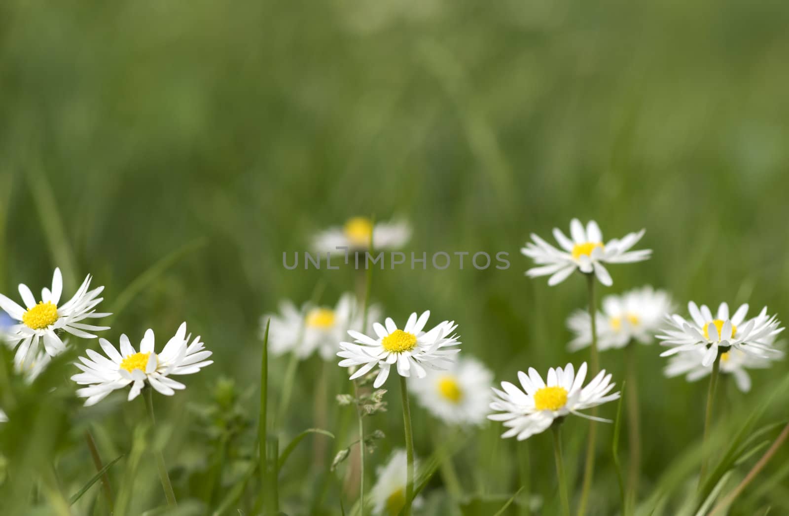 nice summer meadow with a fresh green grass and daisies. Shallow DOF