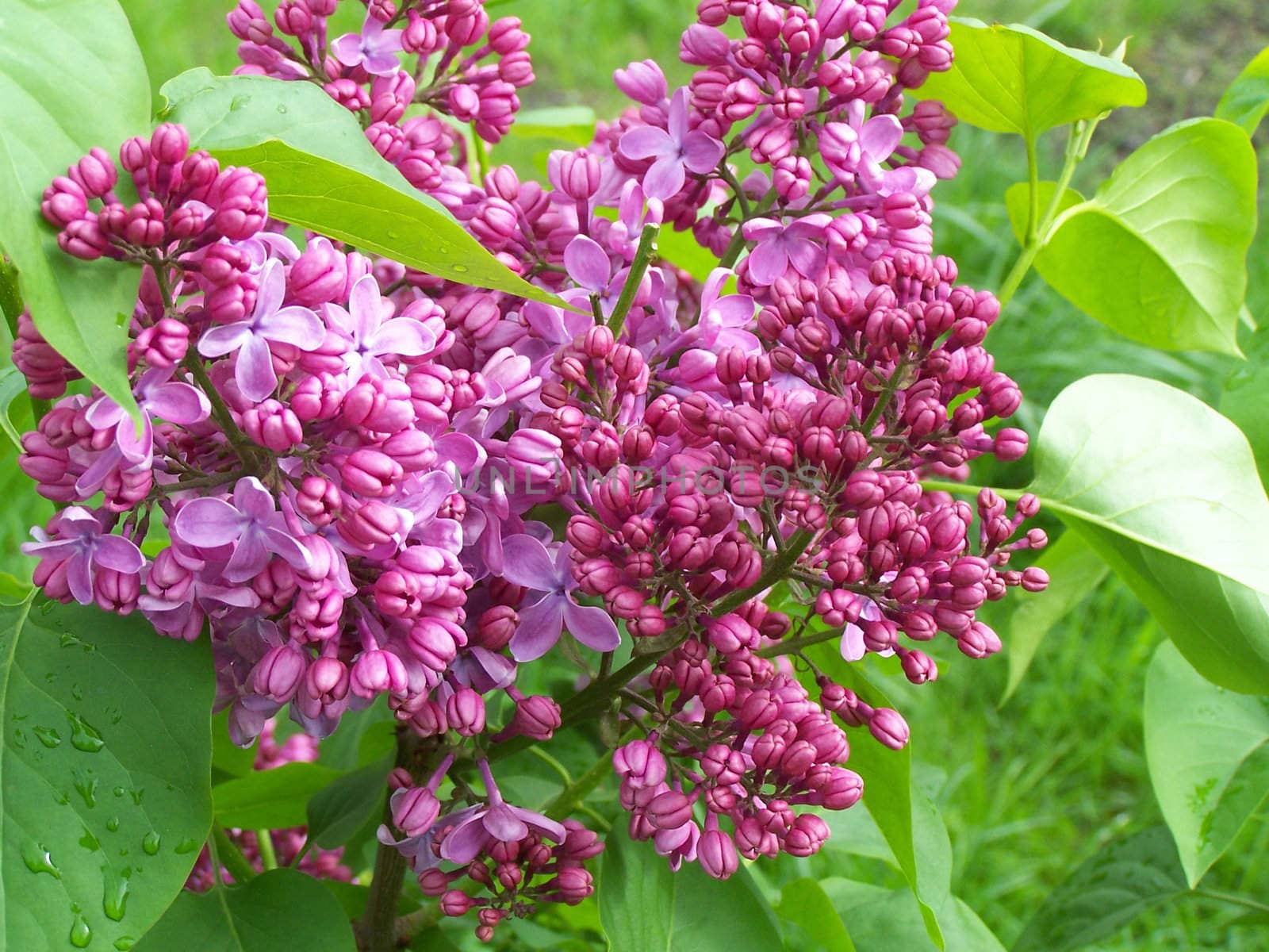 Close up of the purple lilac branch.