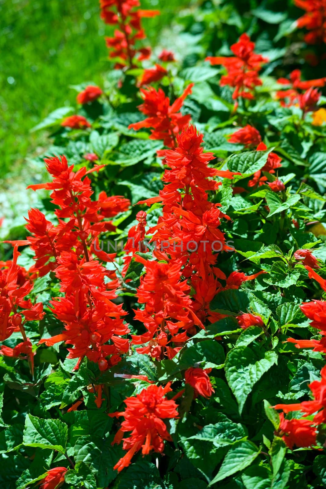 Summer flowers. Green and red vibrant colours.