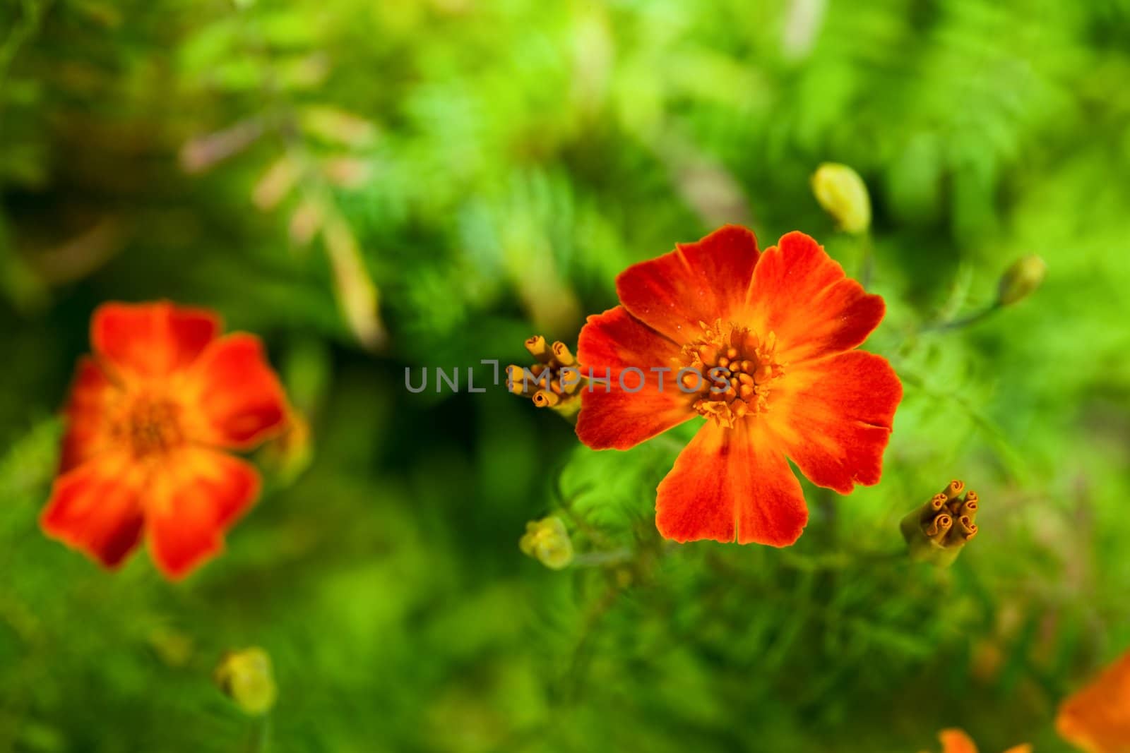 Summer flowers. Green and red vibrant colours.