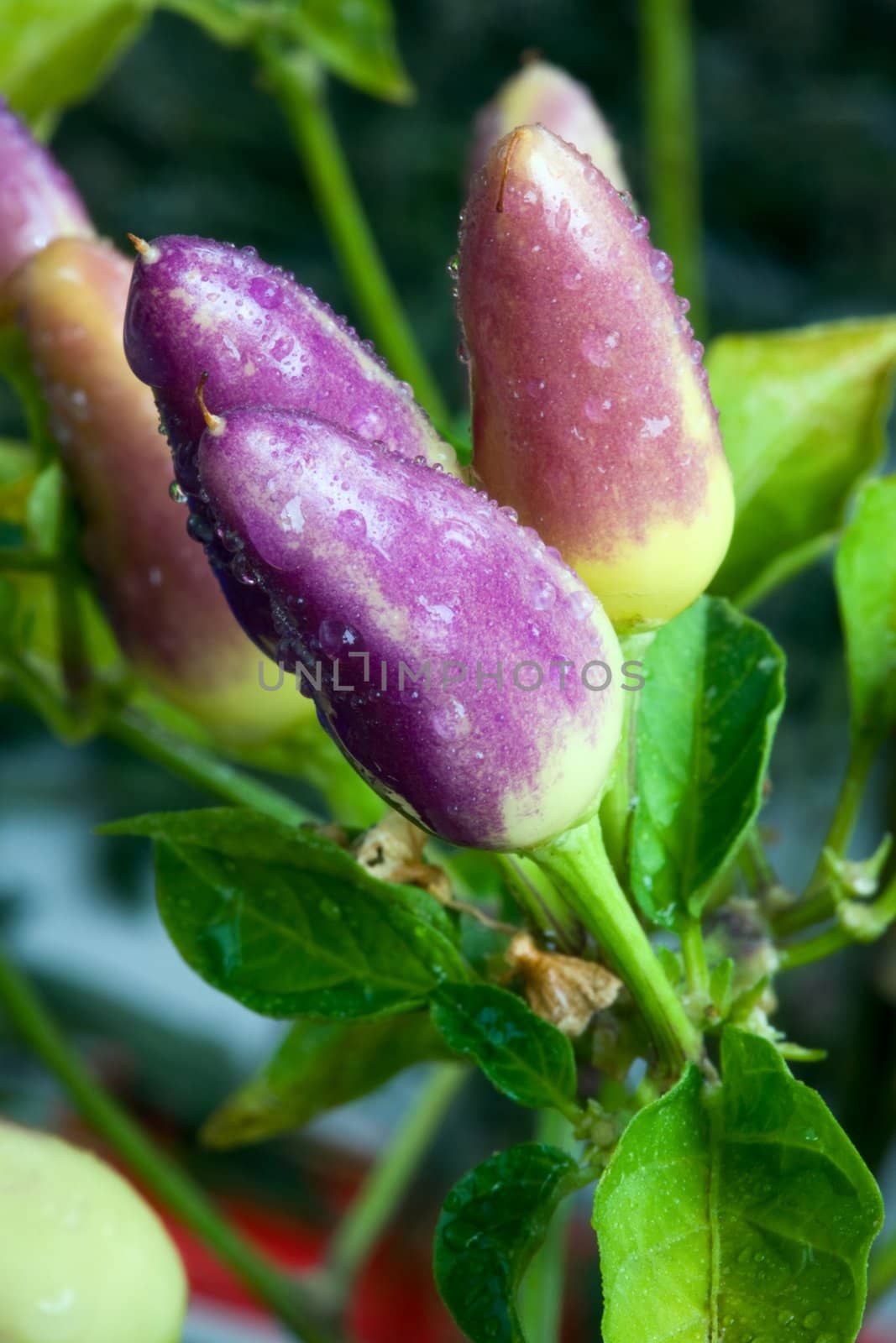 Unripe violet decorative pepper. With raindrops, august 2007