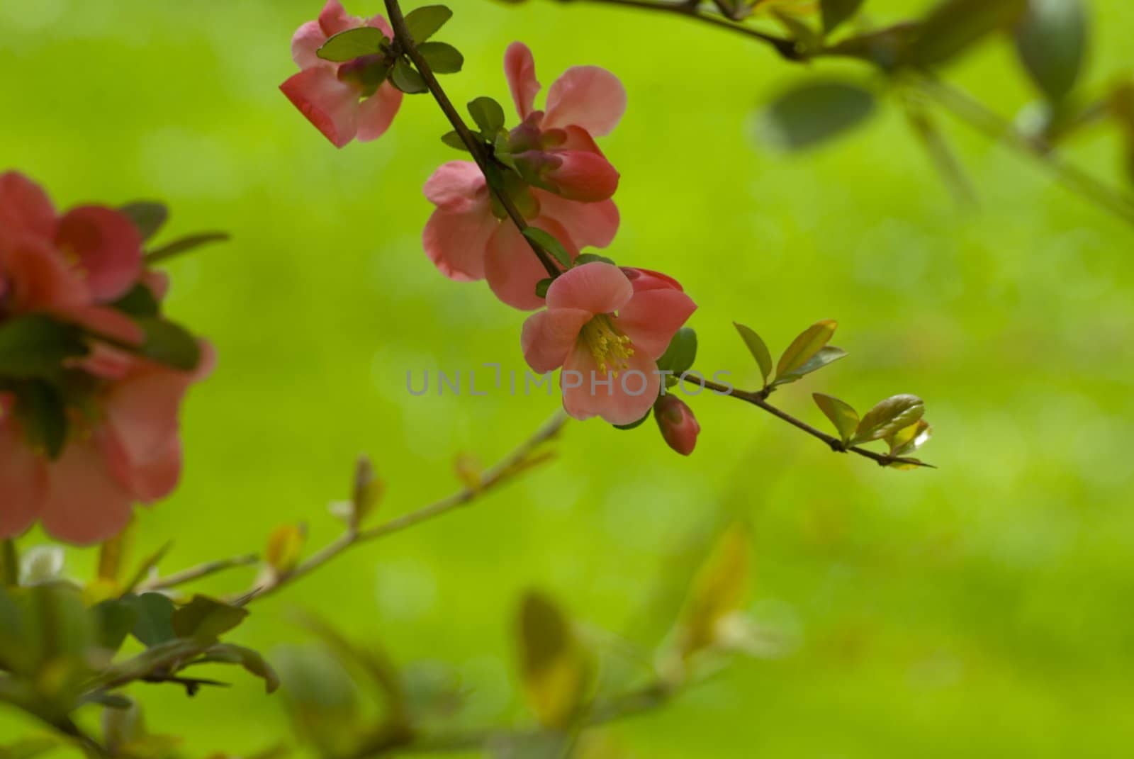 A fresh sprig of pink spring cherry blossom