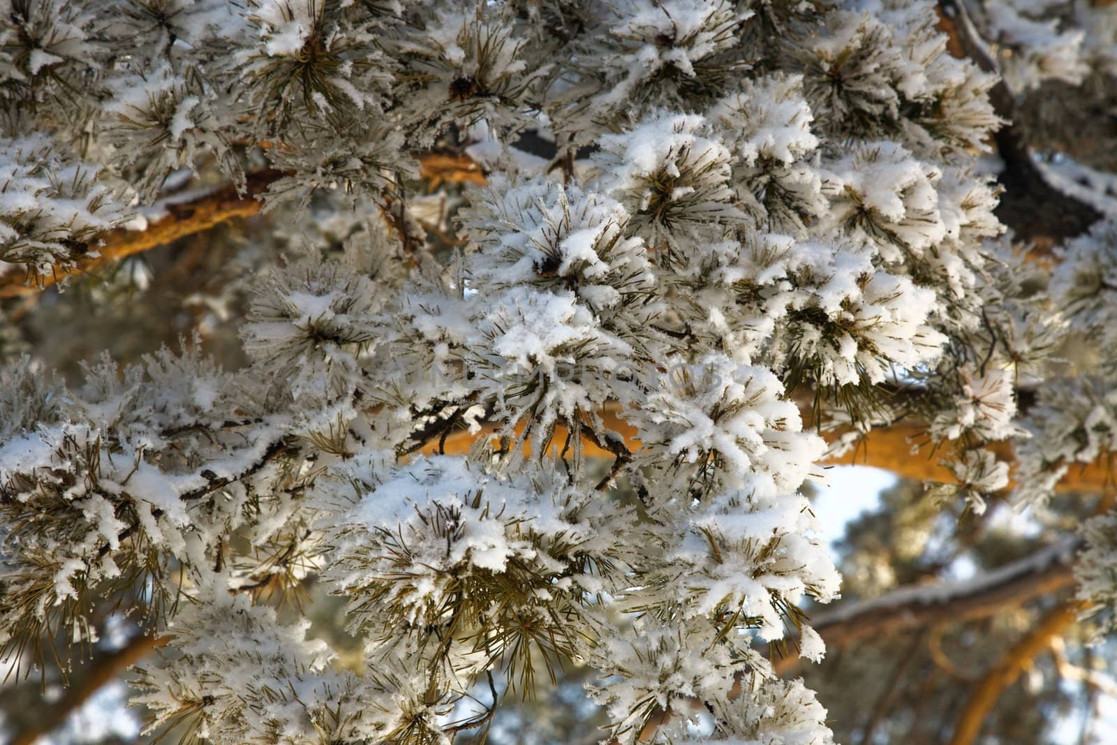 A close-up of a pine-tree branch covered hoarfrost 