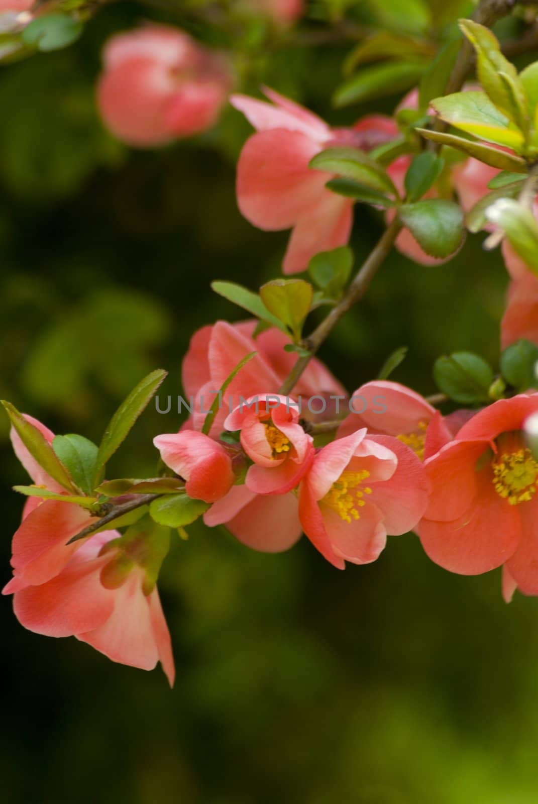 A fresh sprig of pink spring cherry blossom