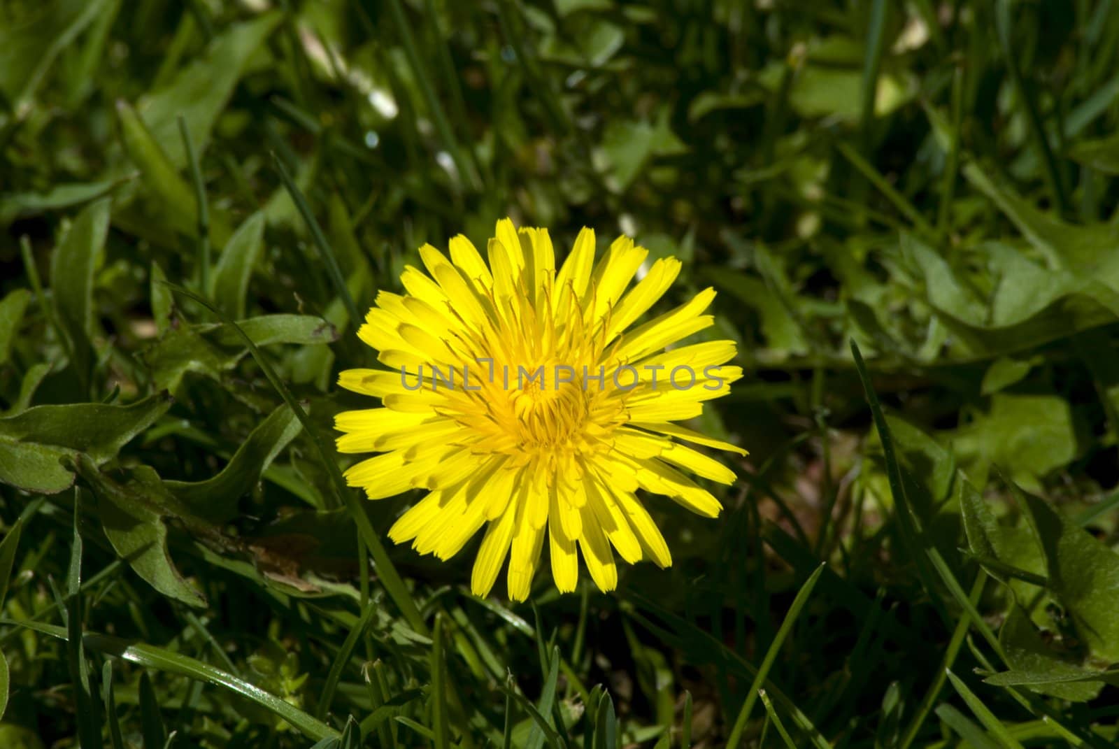 Summertime scene of golden daisies close up.