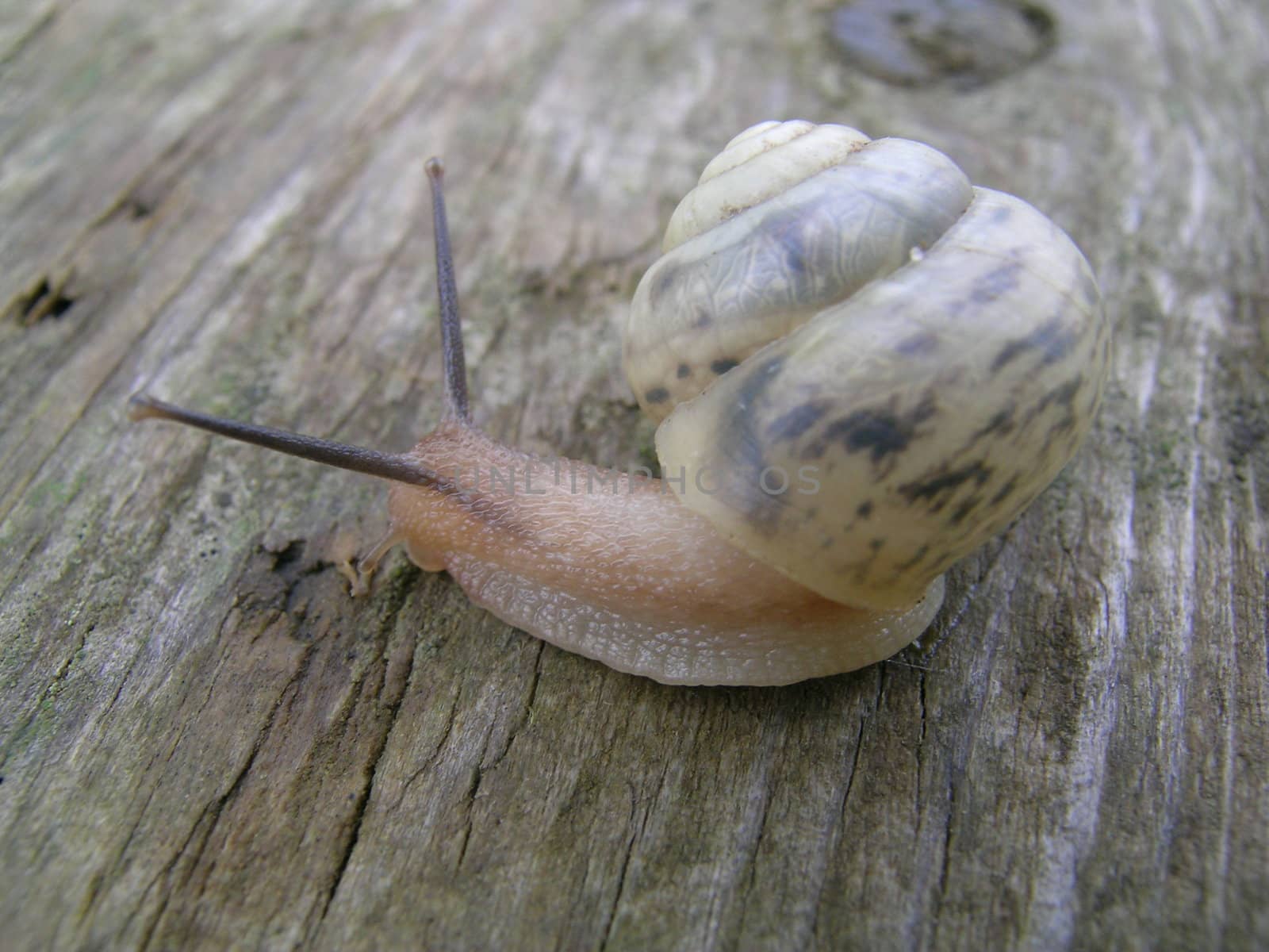 Snail on the wood