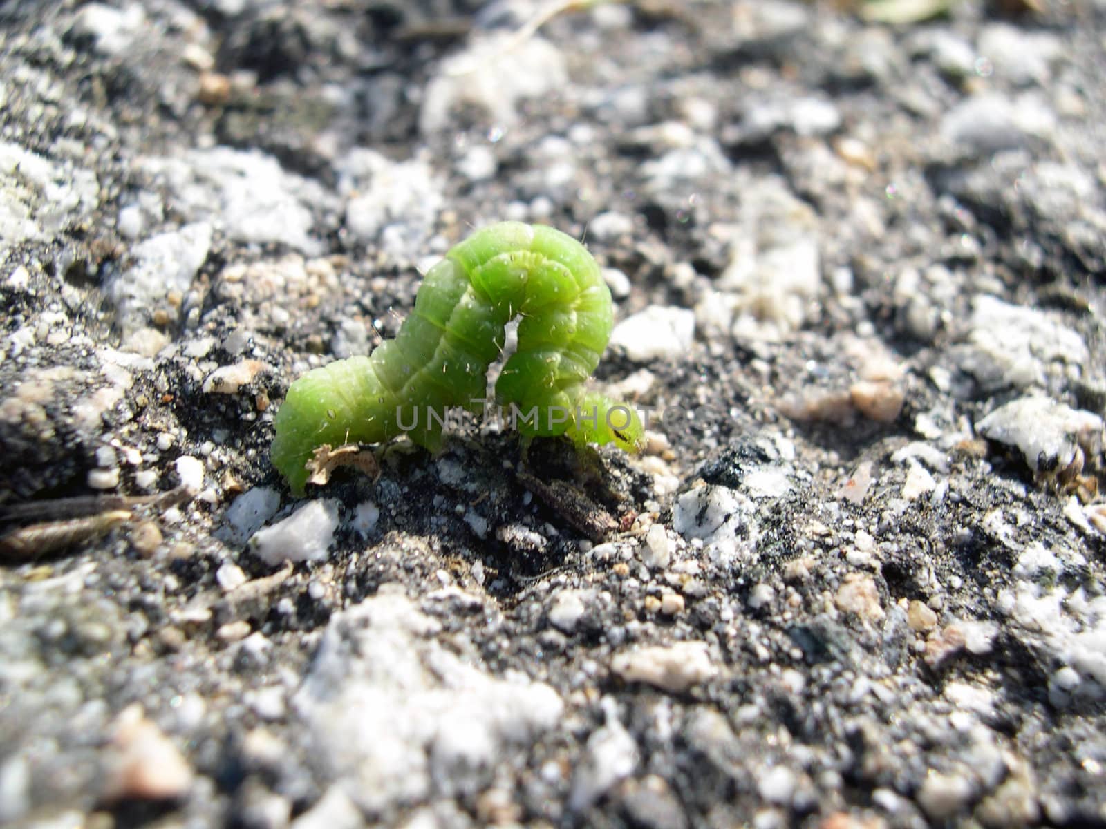 An inch worm moving along his way thorough his day.