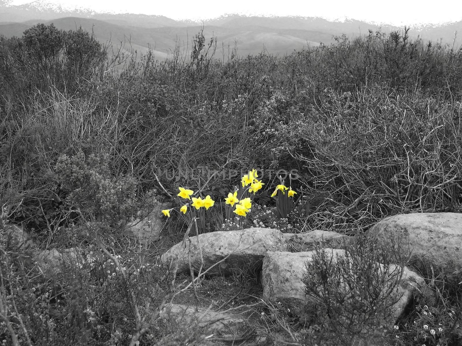 grayscale photo of flowers, flowers have been returned to original color in photoshop