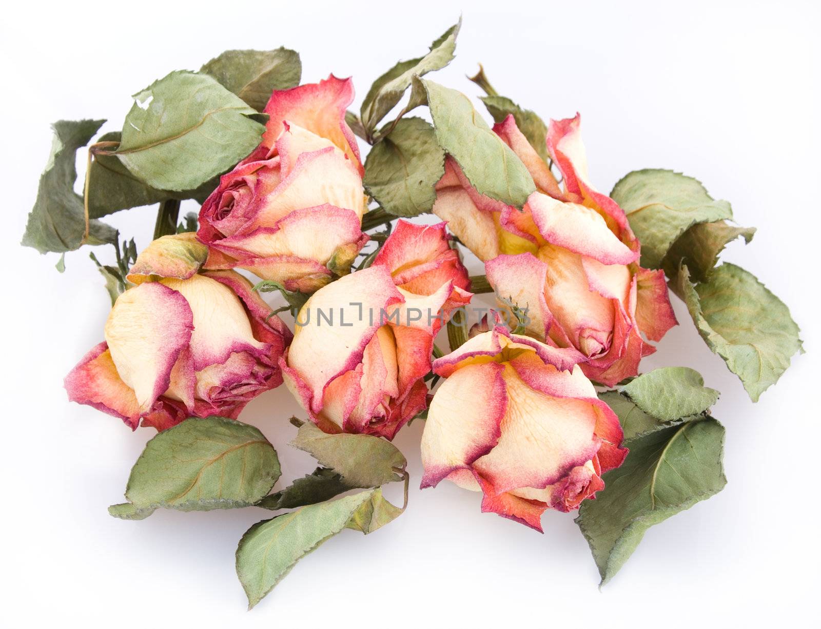 Bunch of dry roses on isolated background