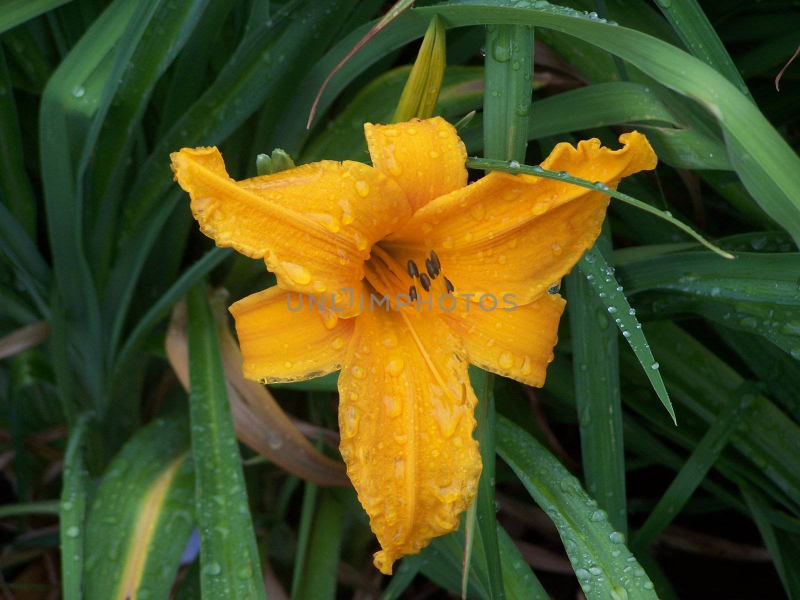 Lovely lily after rain with rain drops hanging to the blossom