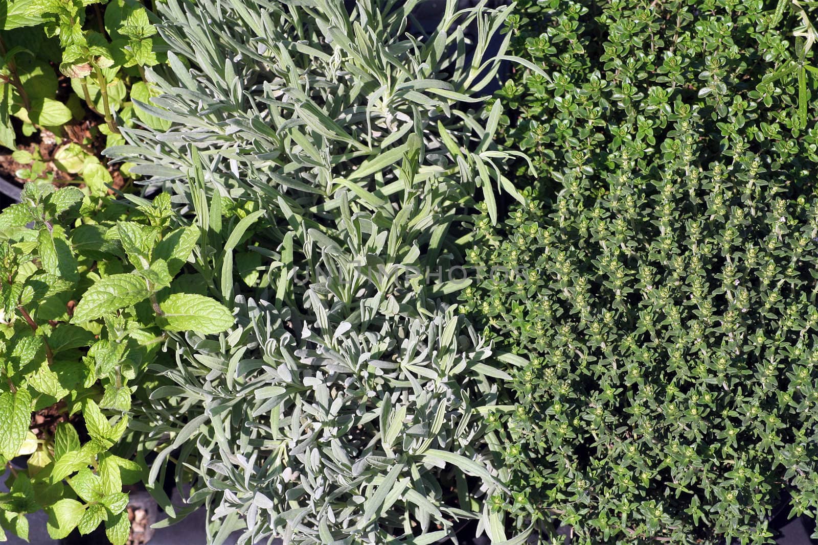 Three different herbs on a market. Peppermint, rosemary and thyme.