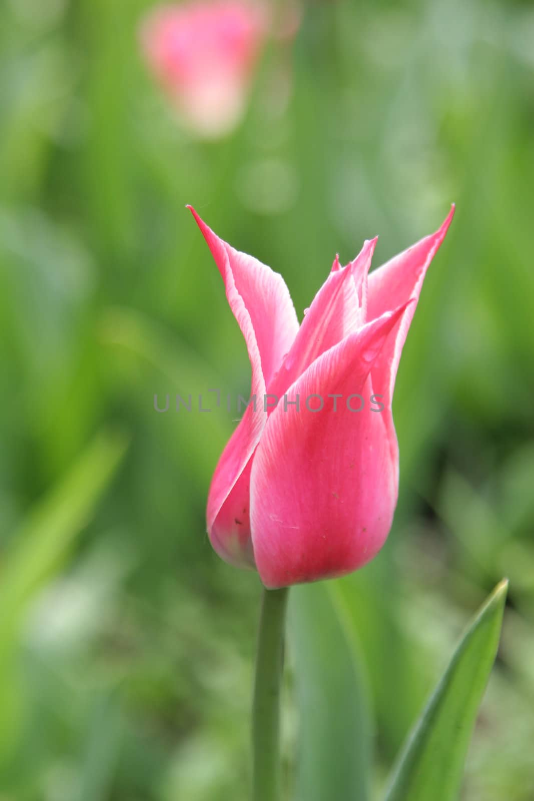 Tulip by iar