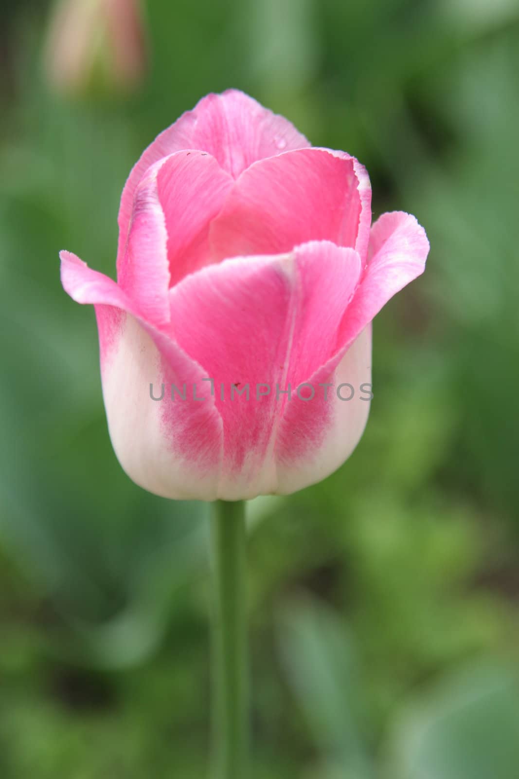 tulip by iar