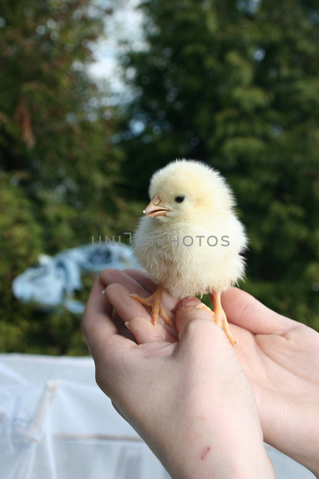 Yellow fluffy chicken on hands at the child by iar