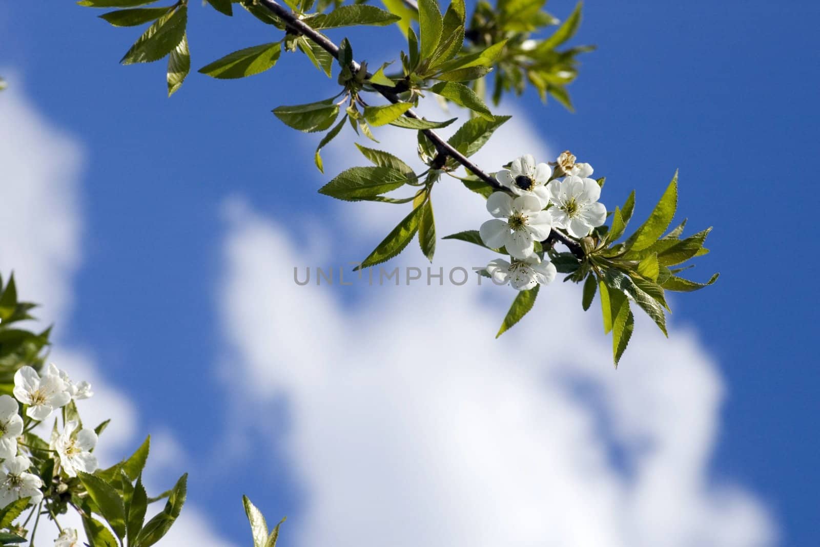 Tree branch with cherry flowers over blue sky background.