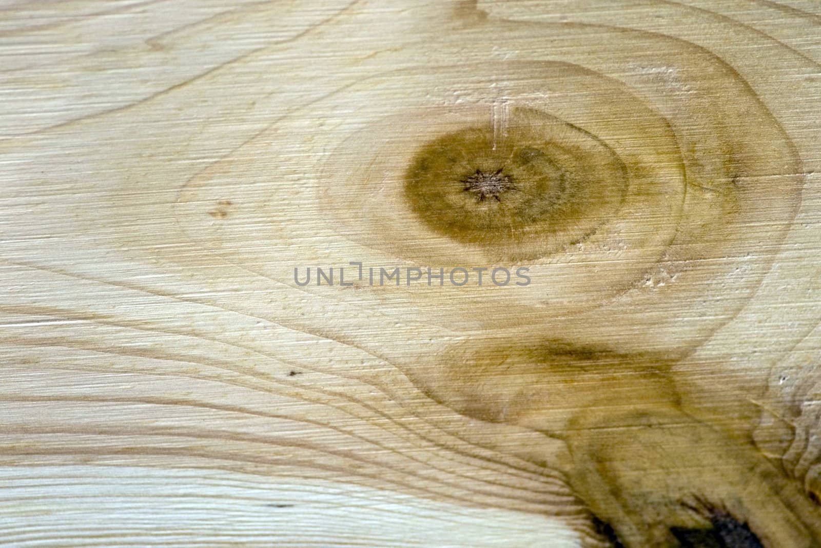 Wood texture .nature pattern, tree