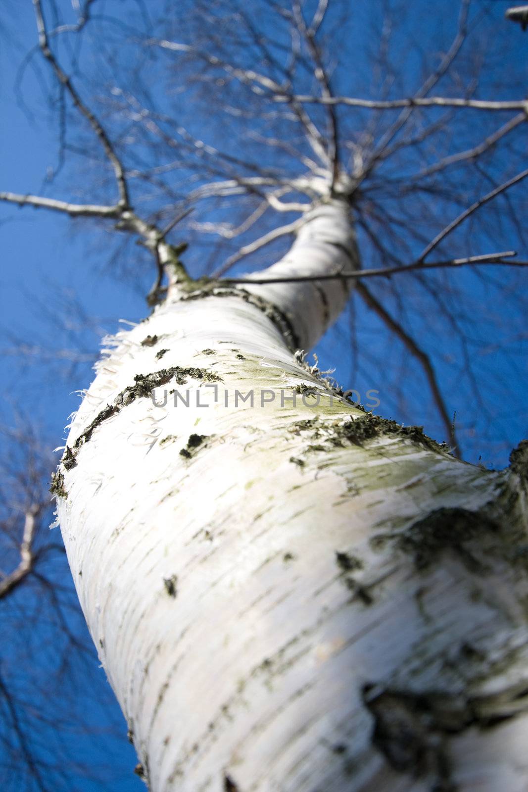 Birch trunk on the blue cloudless sky background