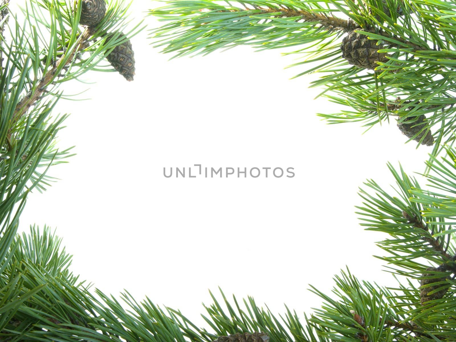 green branches of the pine,embellishment cristmas,white background