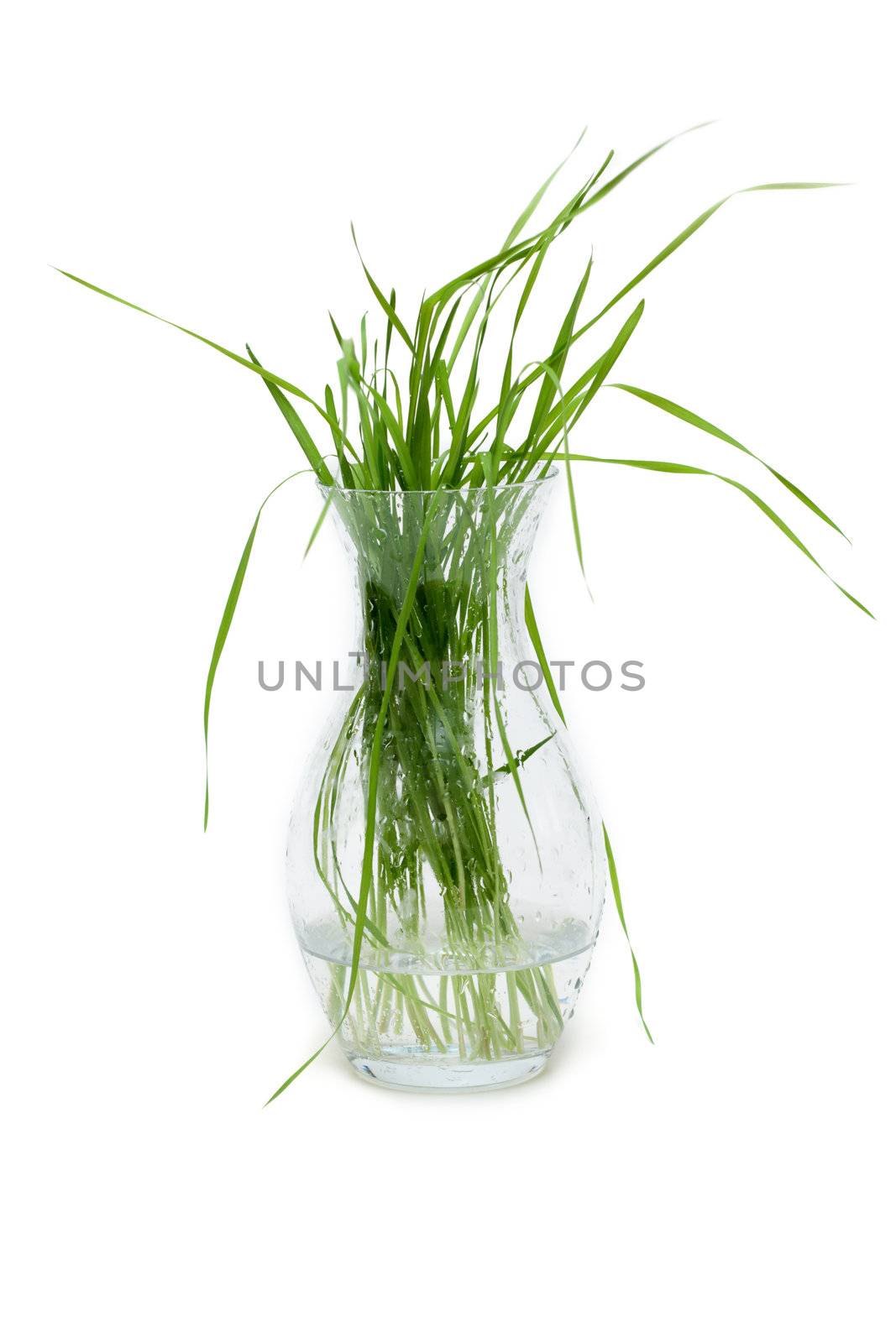 Bunch of the green herb in glass pitcher with water, dripped grow