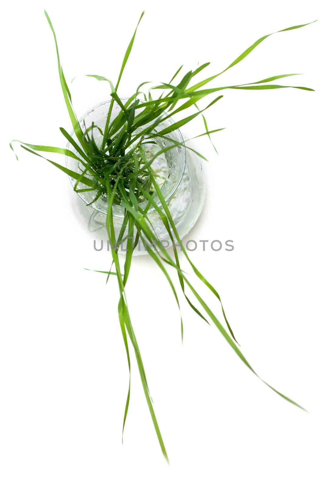 Bunch of the green herb in glass pitcher with water, dripped grow