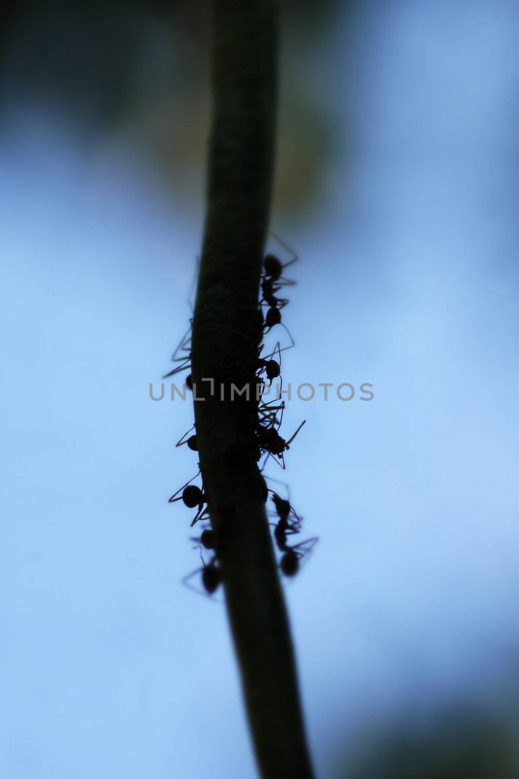Macro silhouette of Formicidae ants with low depth of field