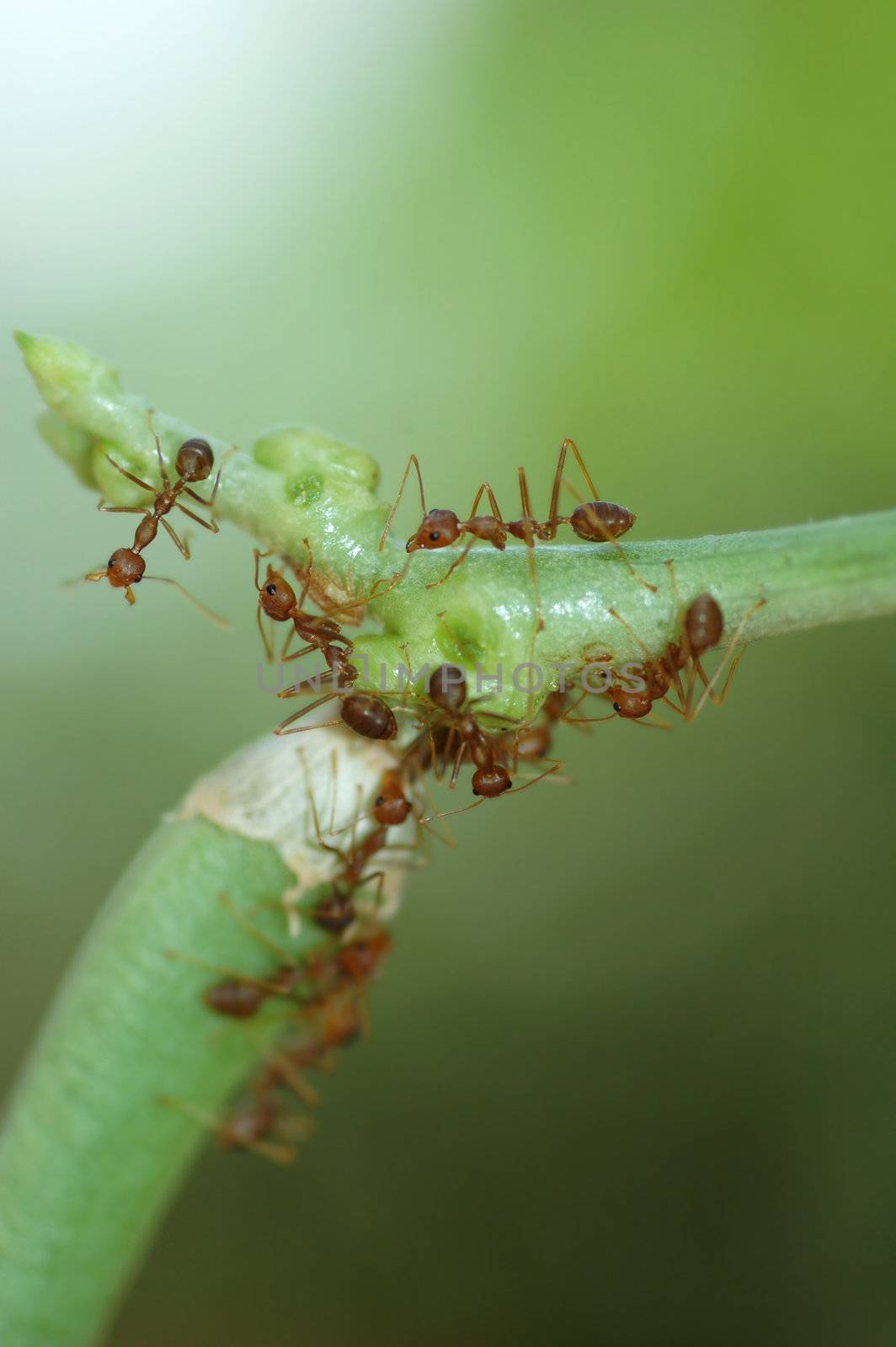 Group of Ants by khwi