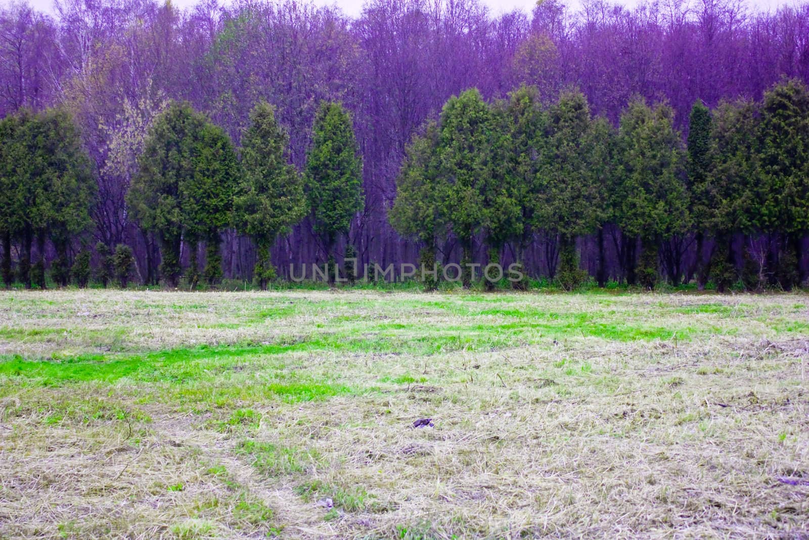 tree trunks with colorful autumn leaves in the background