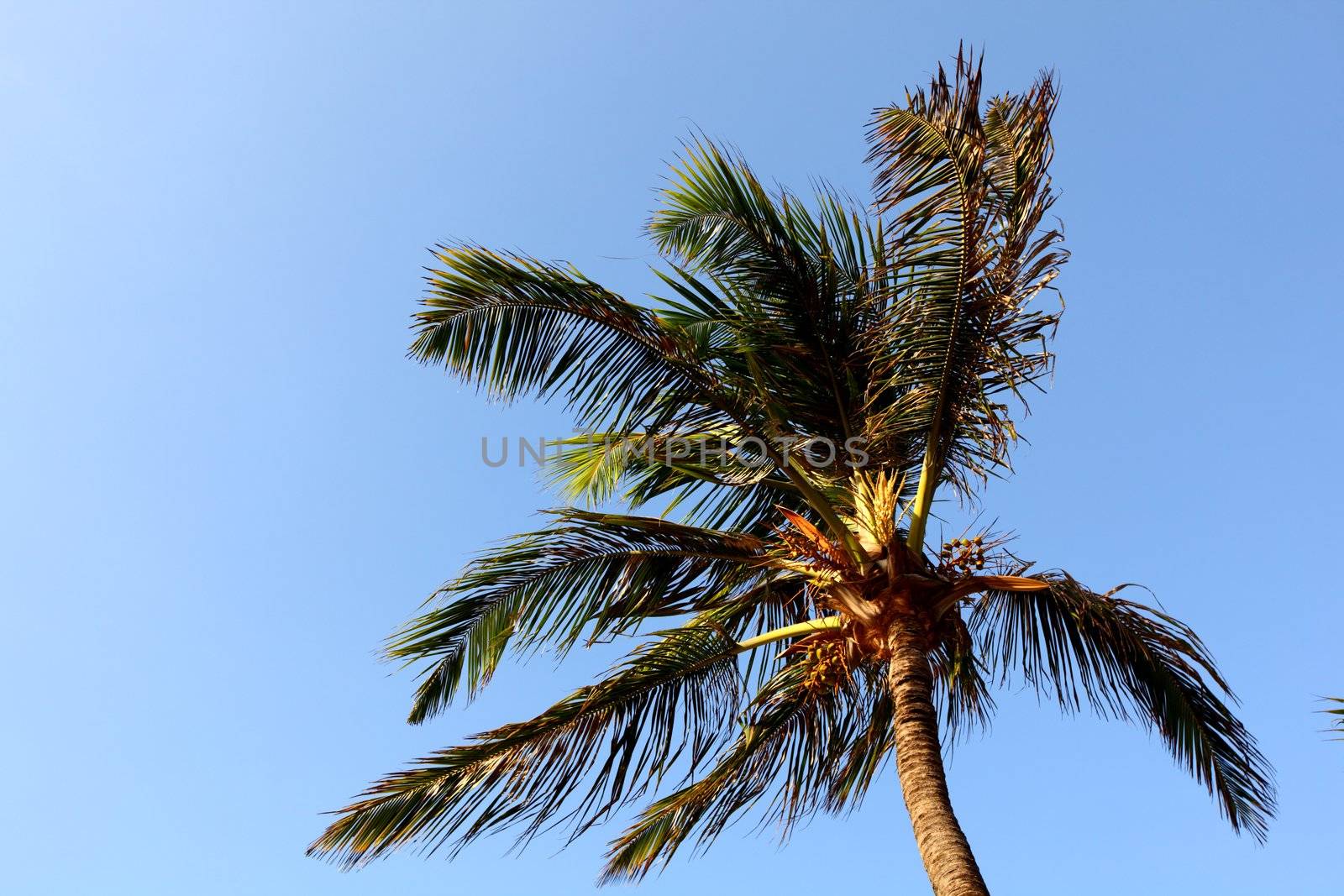 palm in blue sky by Yellowj