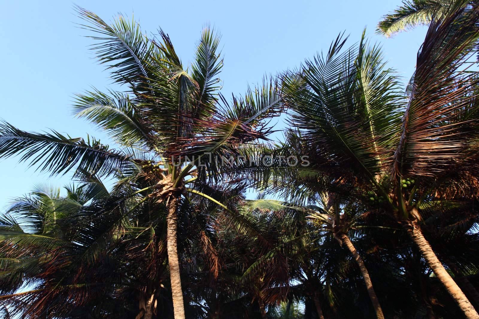 palm green foliage  in blue sky