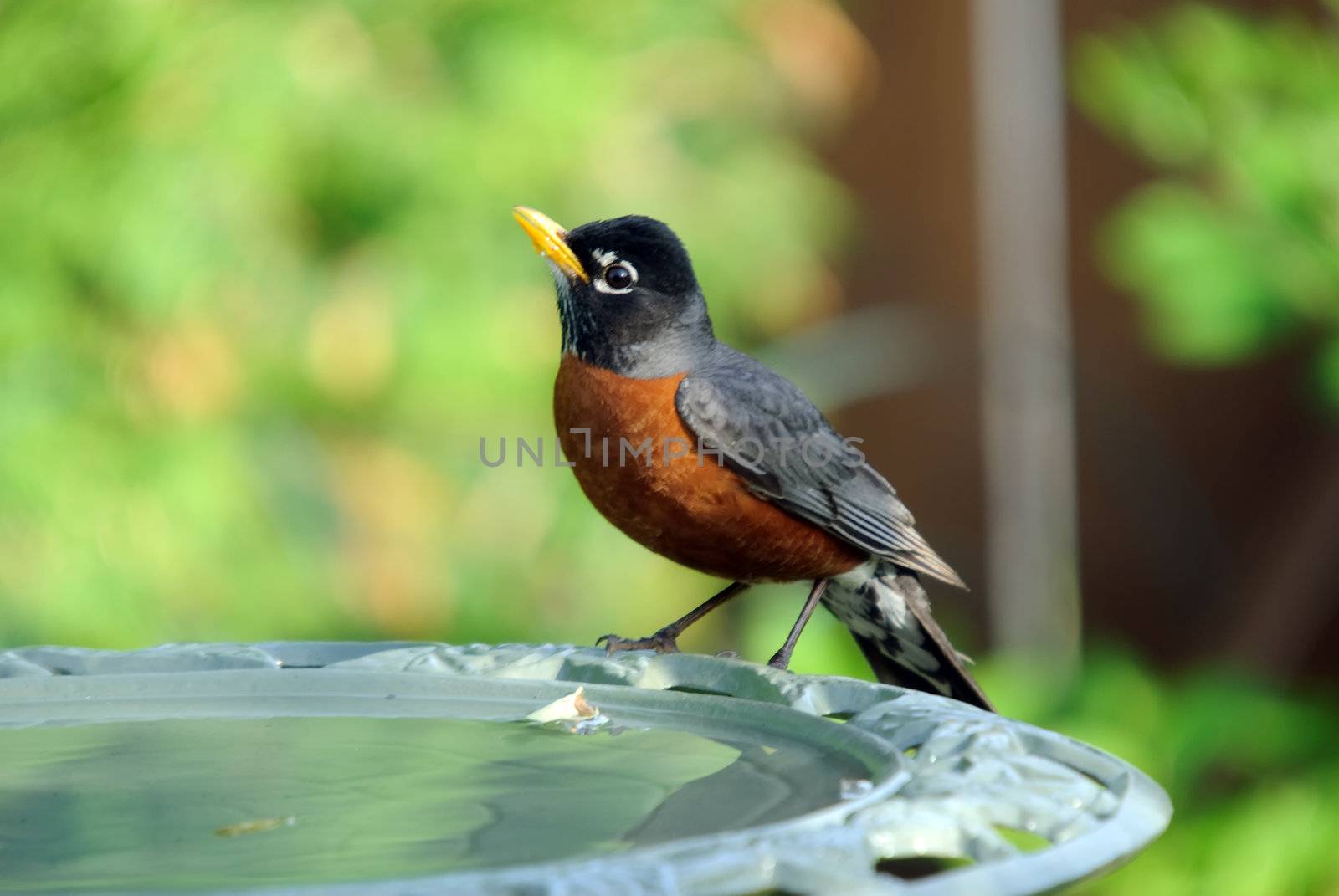 American Robin on the side of a bird bath