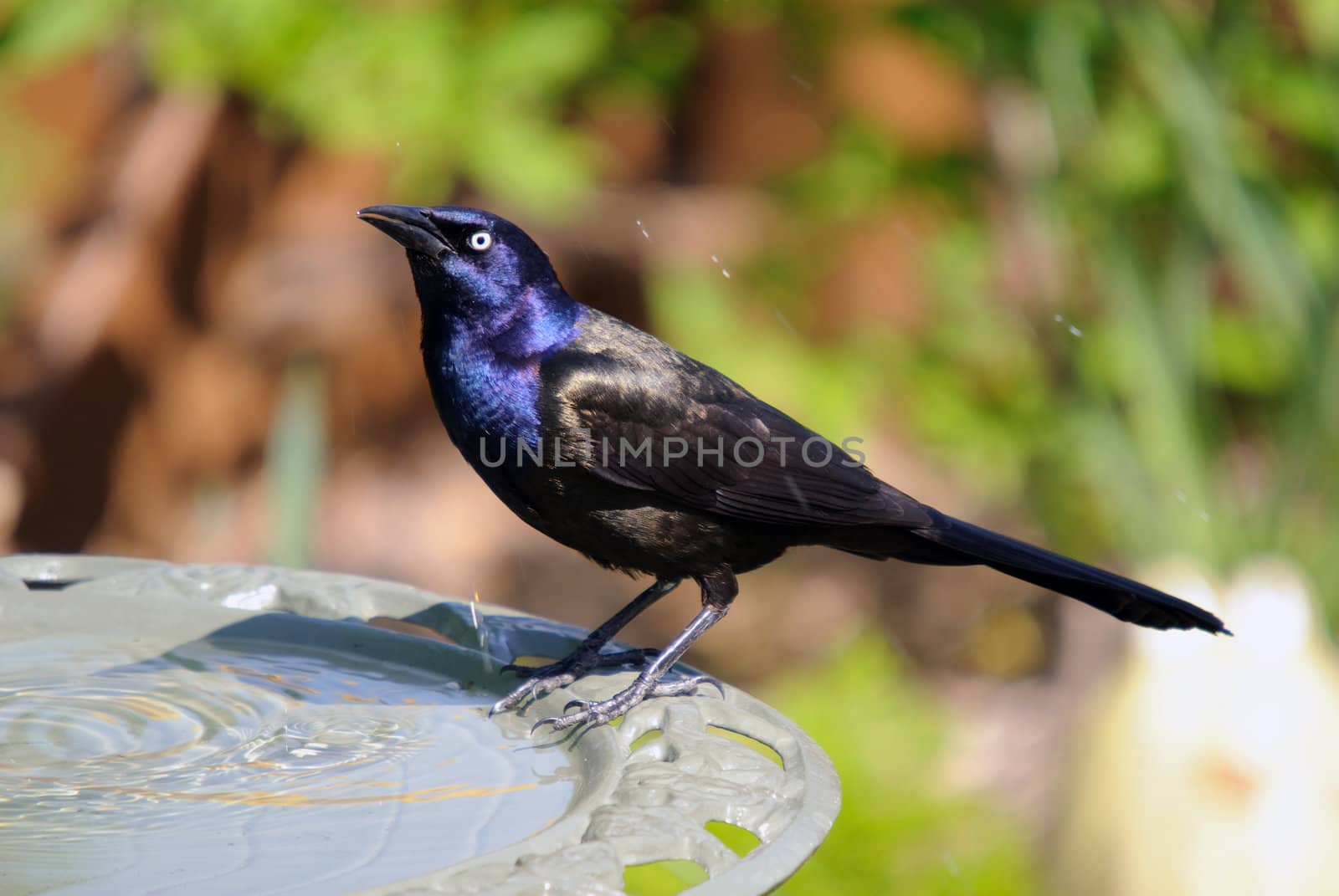 Common Grackle on the side of a bird bath