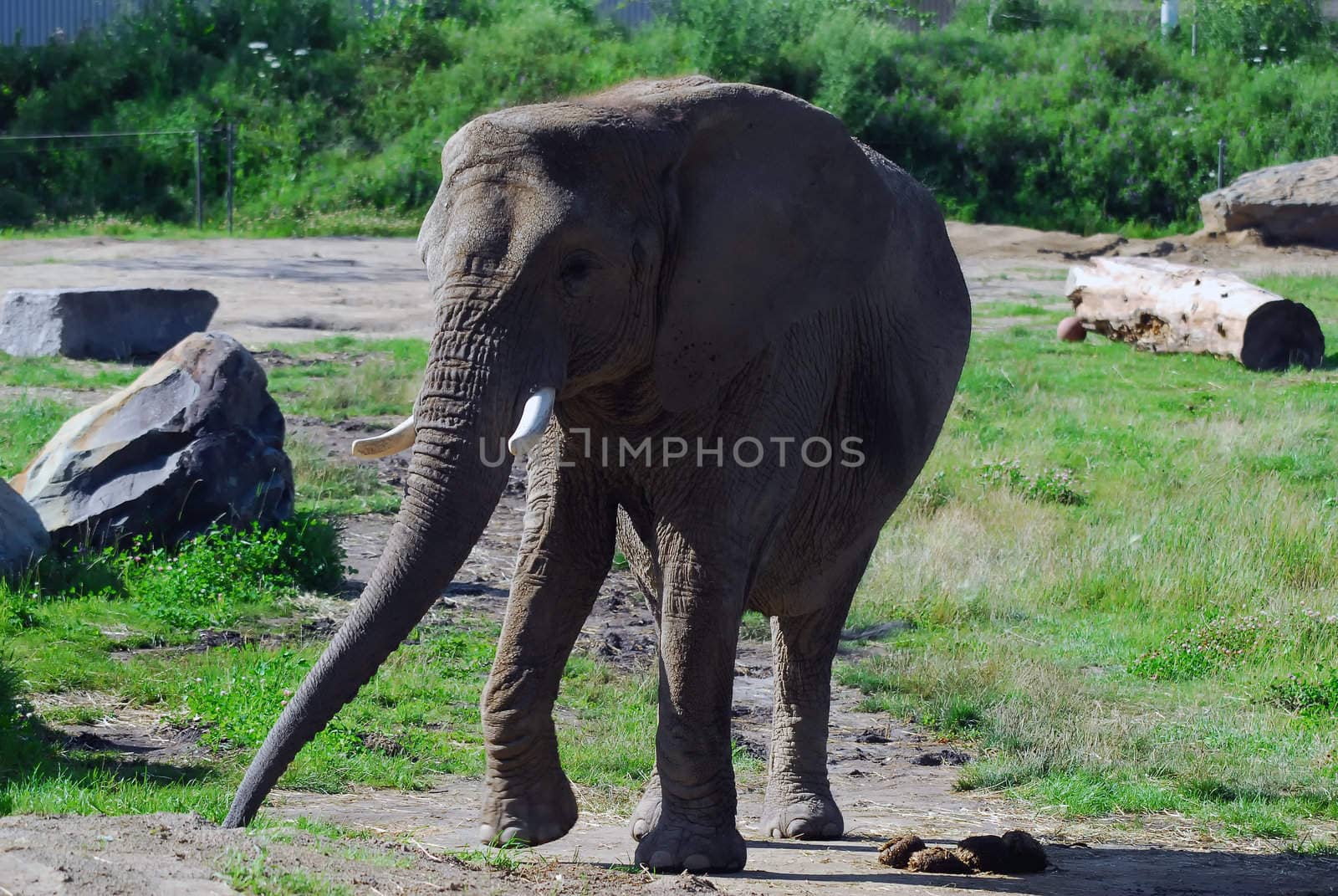 Picture of a big elephant outside