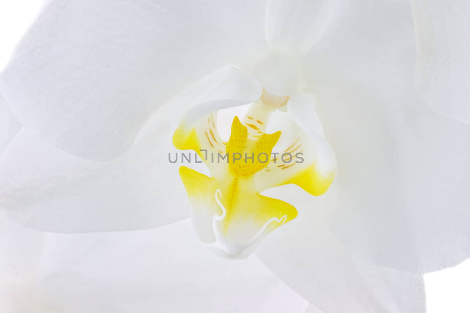 Macro of a beautiful white Phalaenopsis Amabilis Orchid