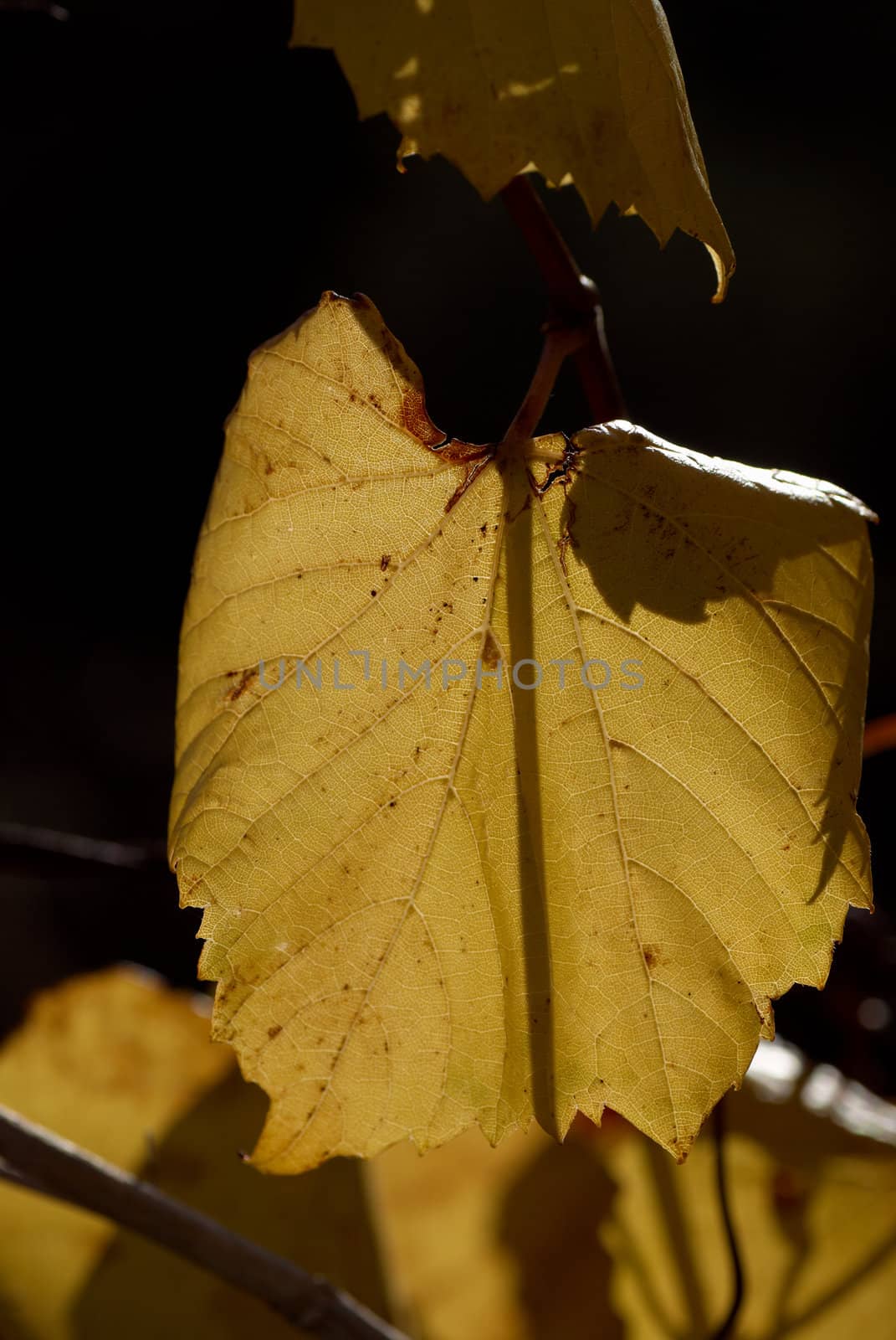 Yellowing vine leaf in afternoon sunshine, autumn background