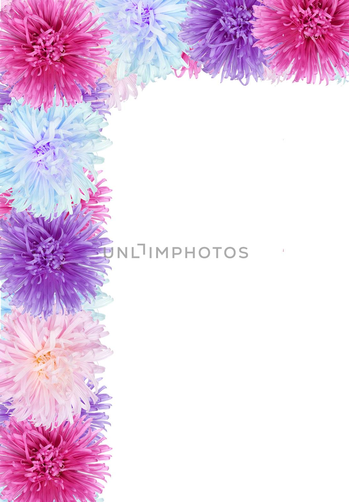 frame from aster flowers, isolated on white