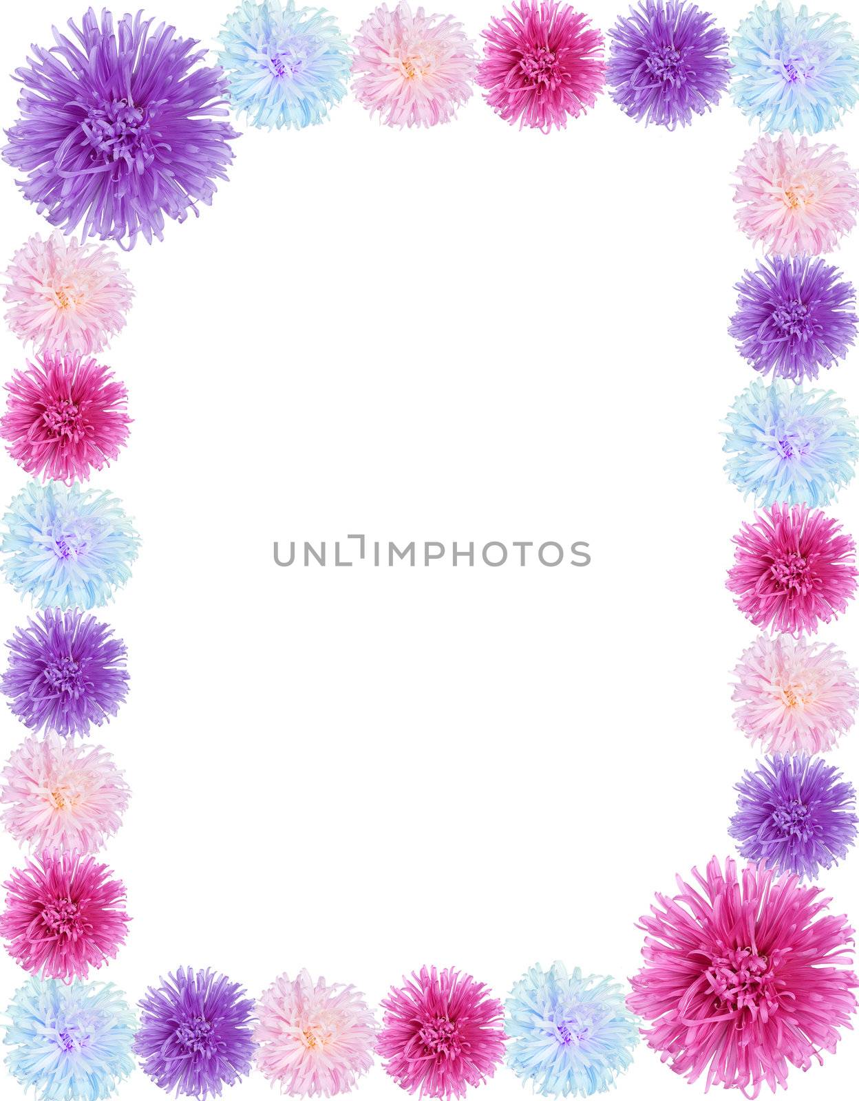 frame from aster flowers, isolated on white