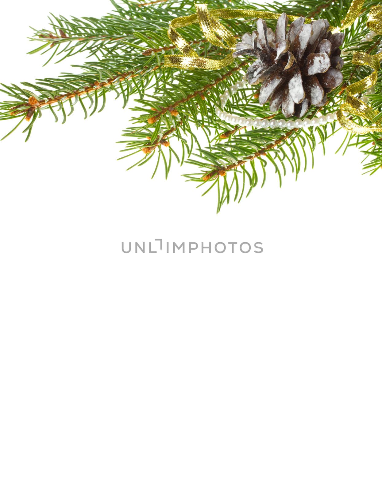 close-up frame from fir branches and cones, isolated on white