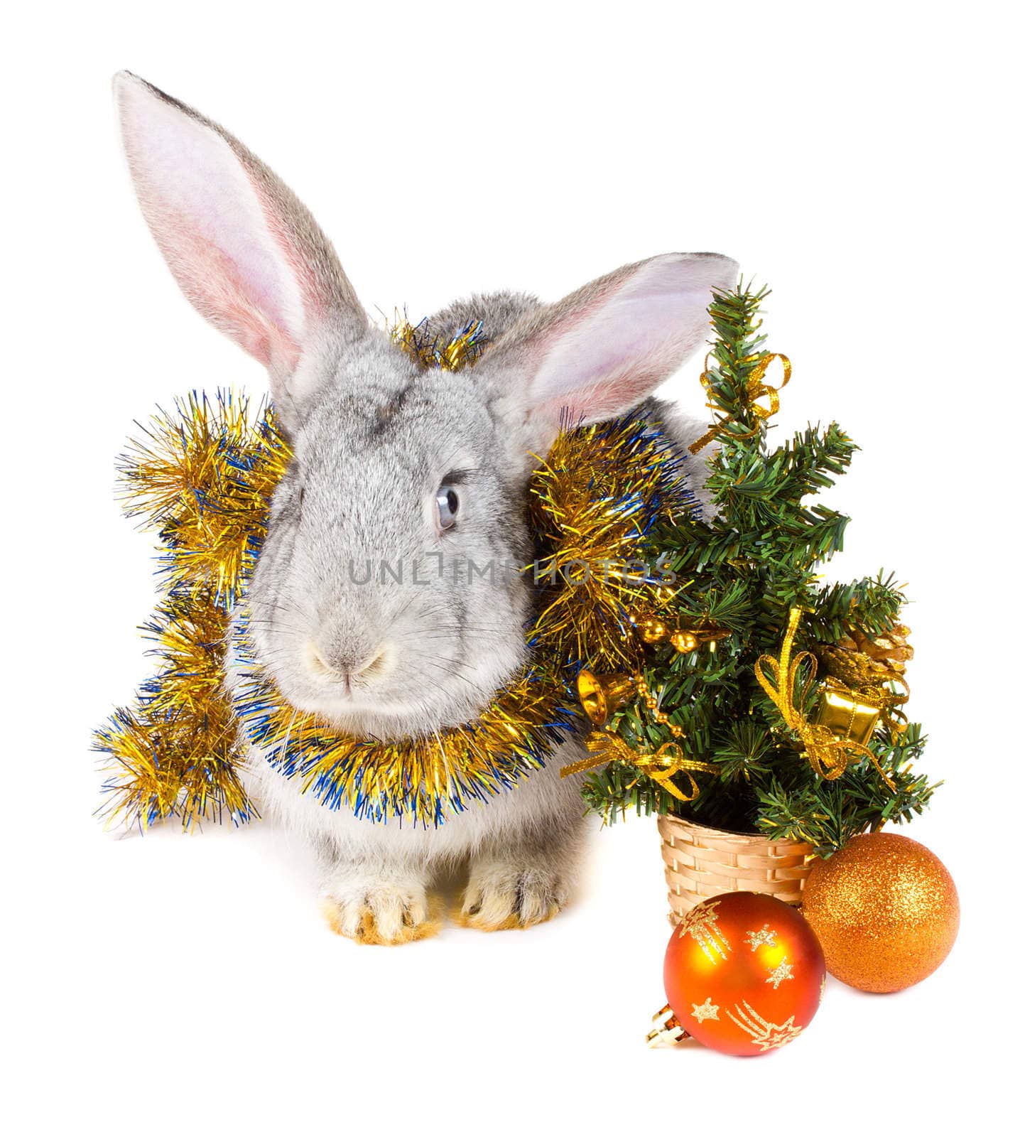 close-up gray rabbit and christmas decorations, isolated on white