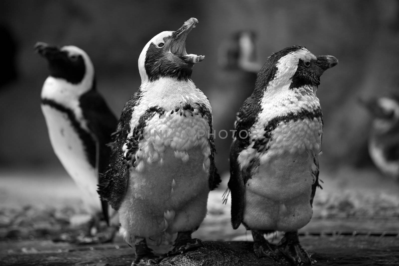 Black and white picture of three african penguins
