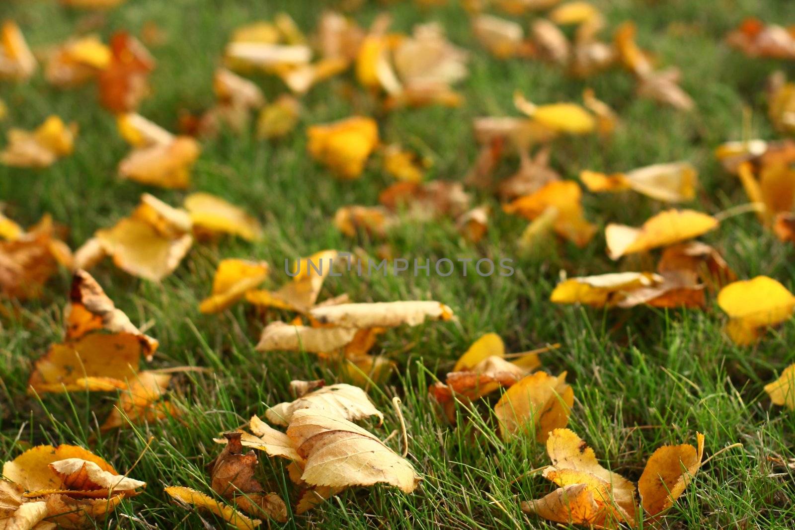 last autumn yellow leaves on grass