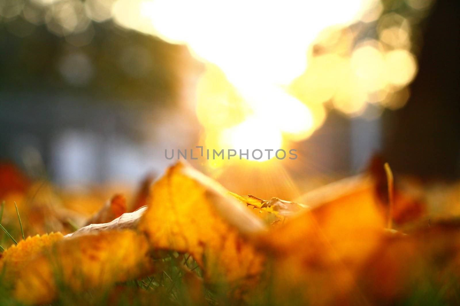  golden leaves on last green grass