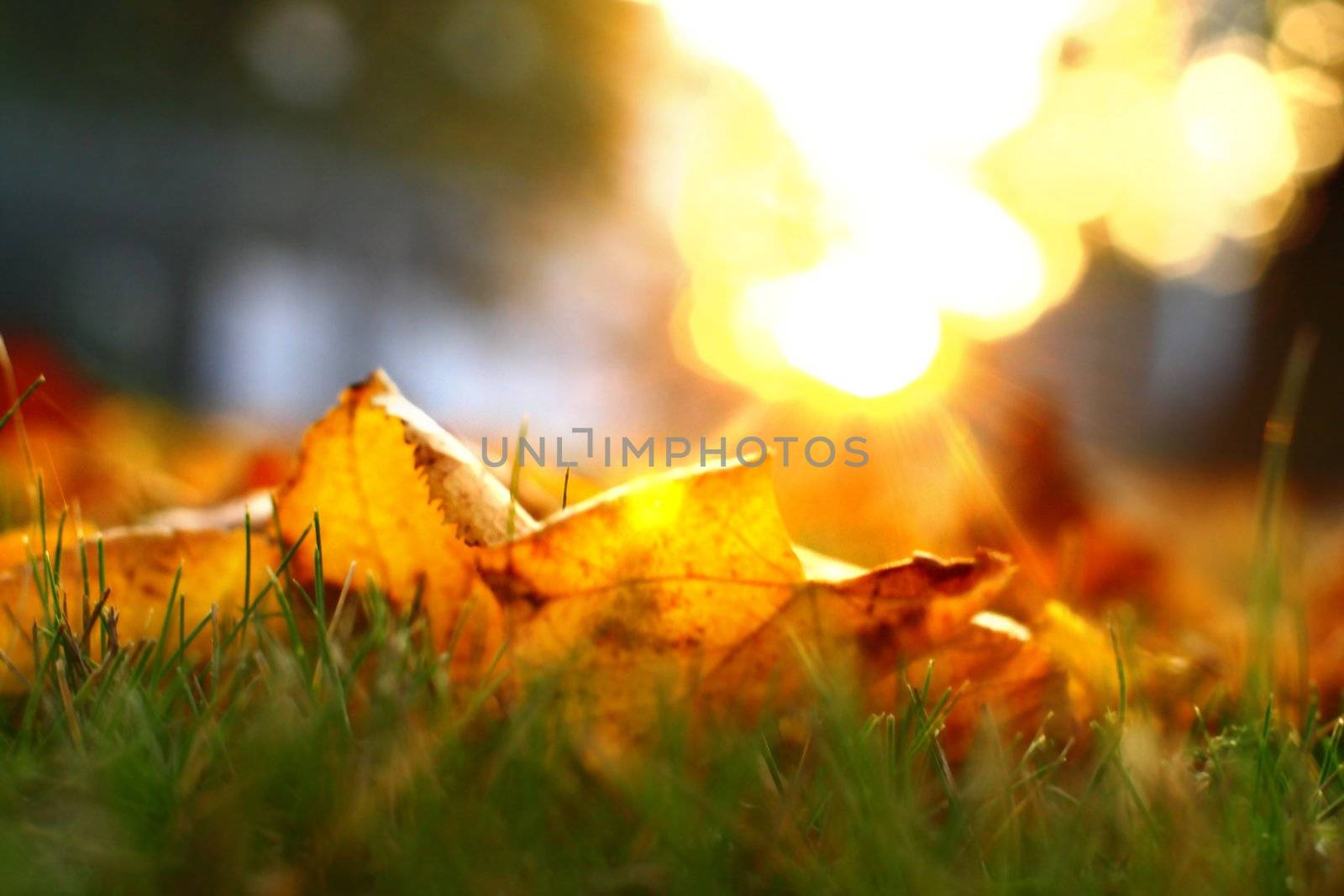 golden autumn by Yellowj