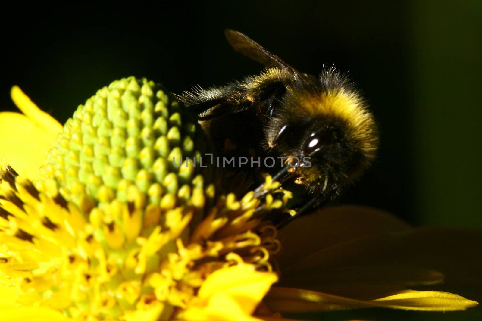 work bee on yellow flower