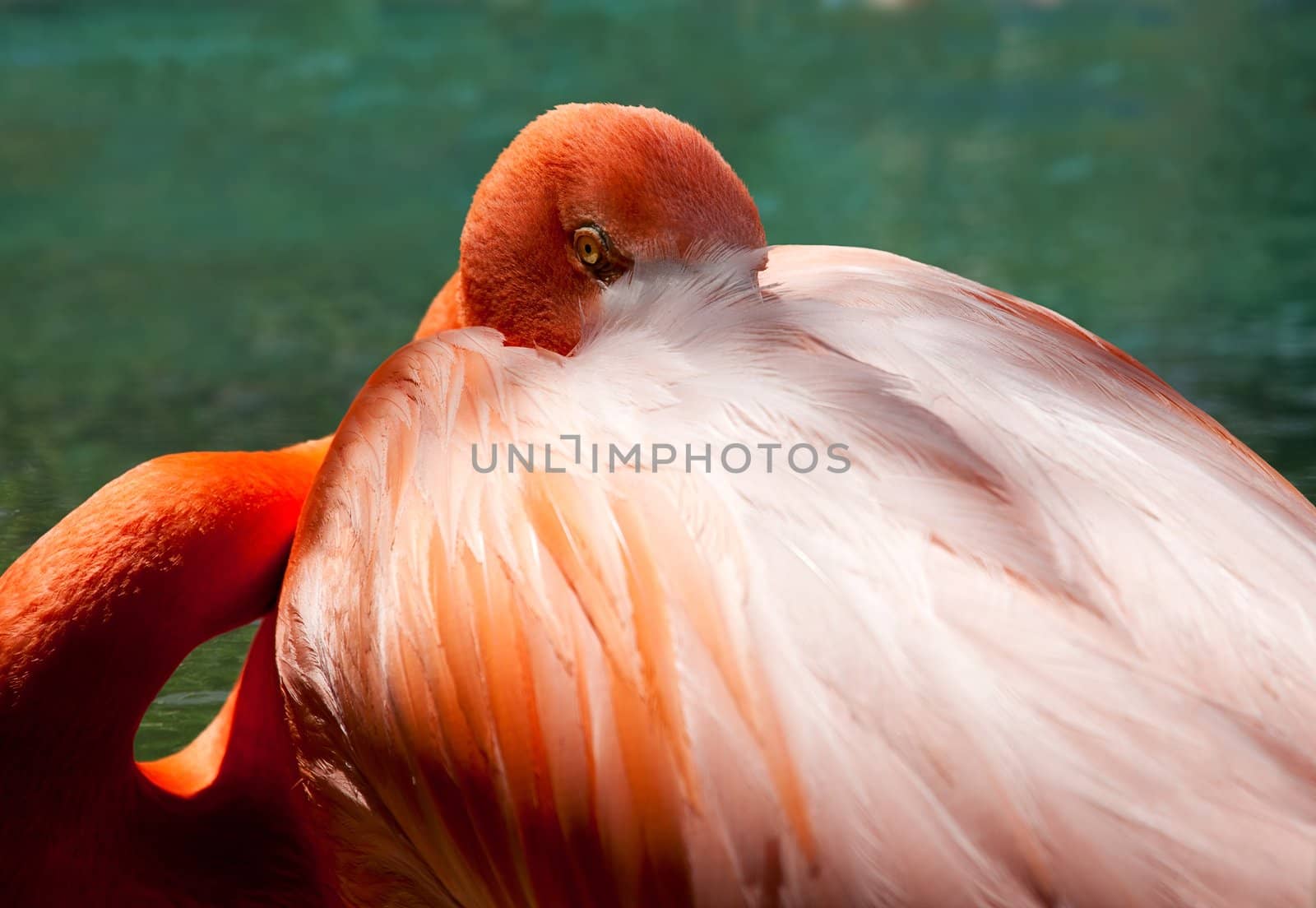 Close up image of a pink flamingo with its head peering out from behind the feathers on its back