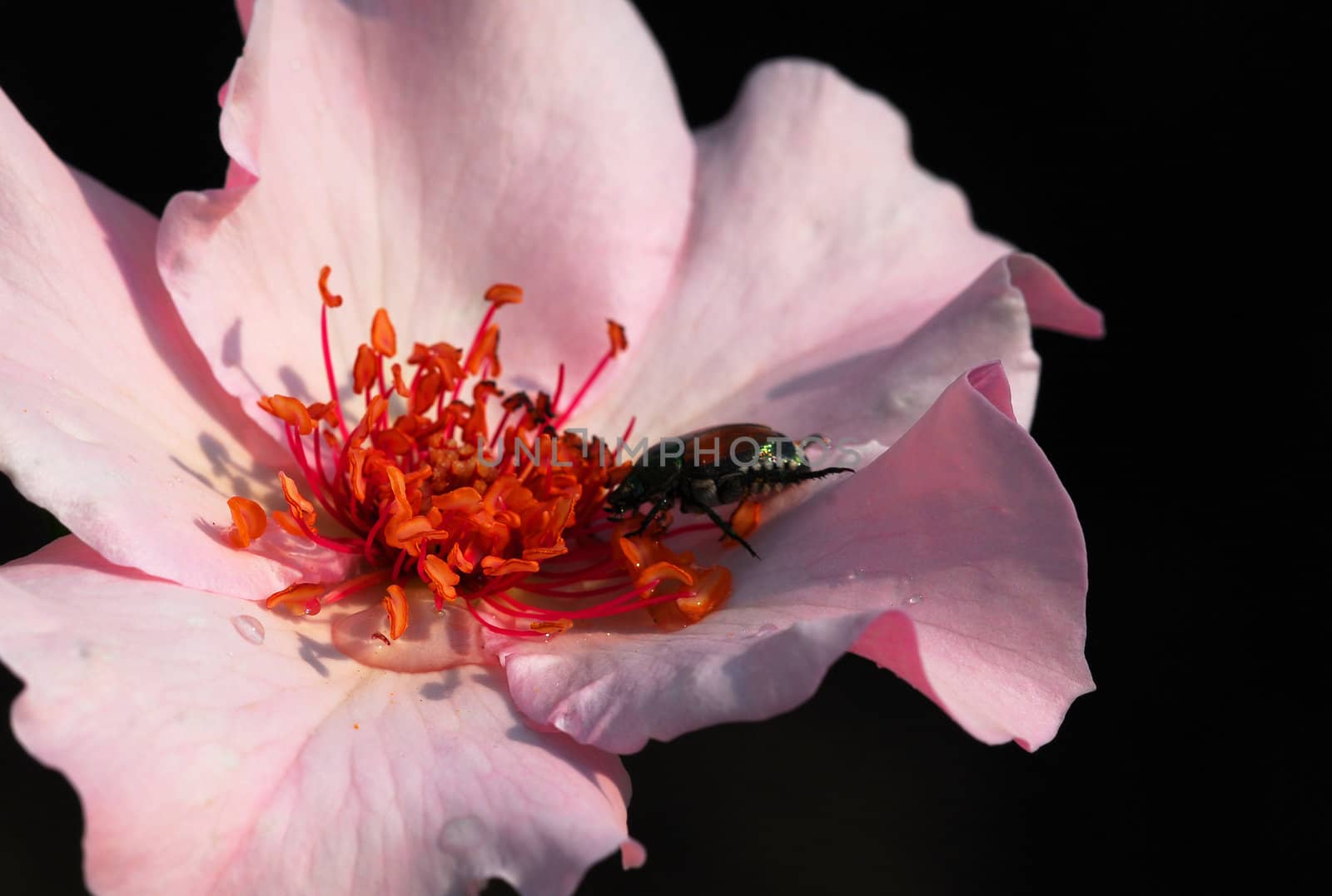 Close up picture of a pink flower with an insect