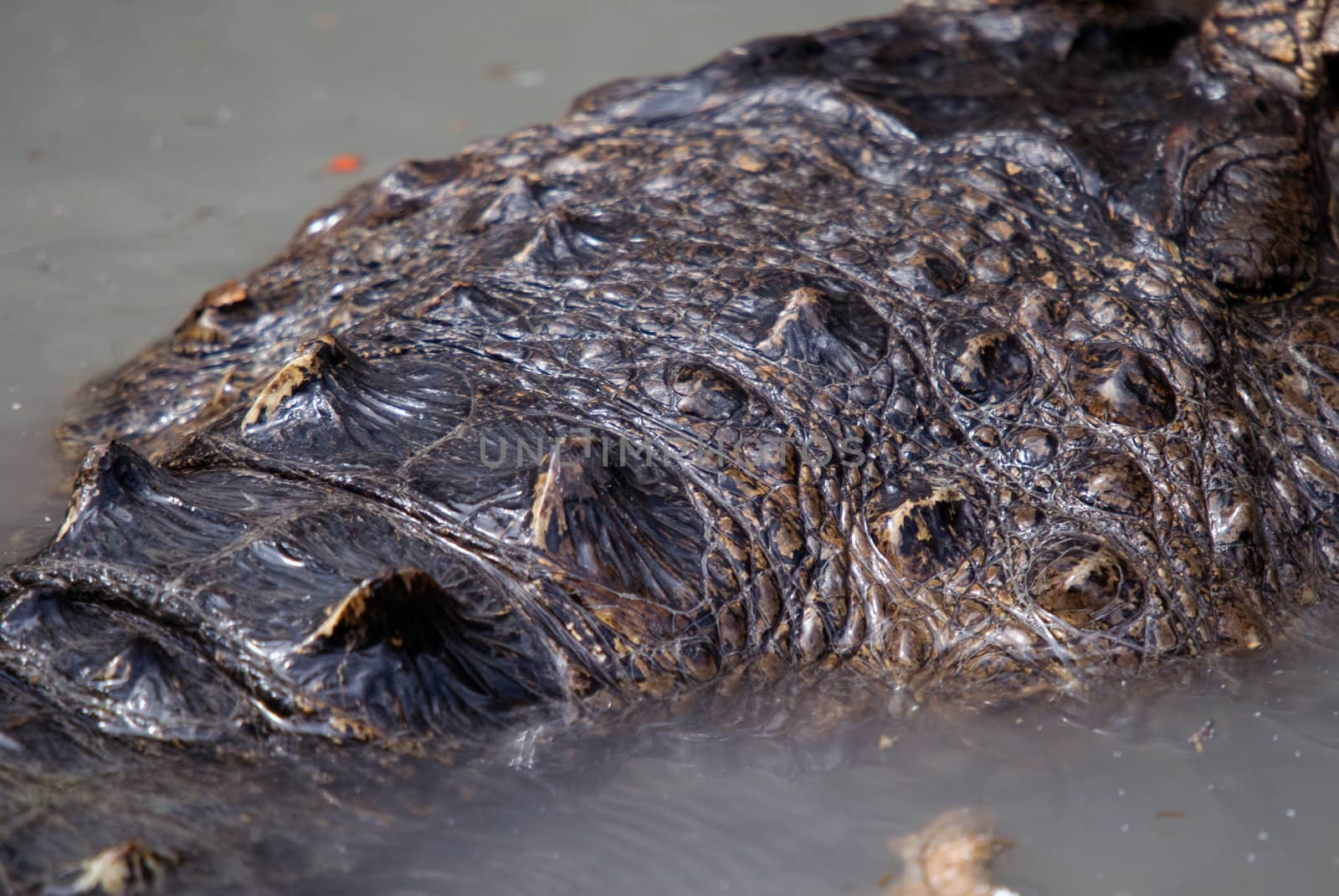 Crocodile skin by nialat