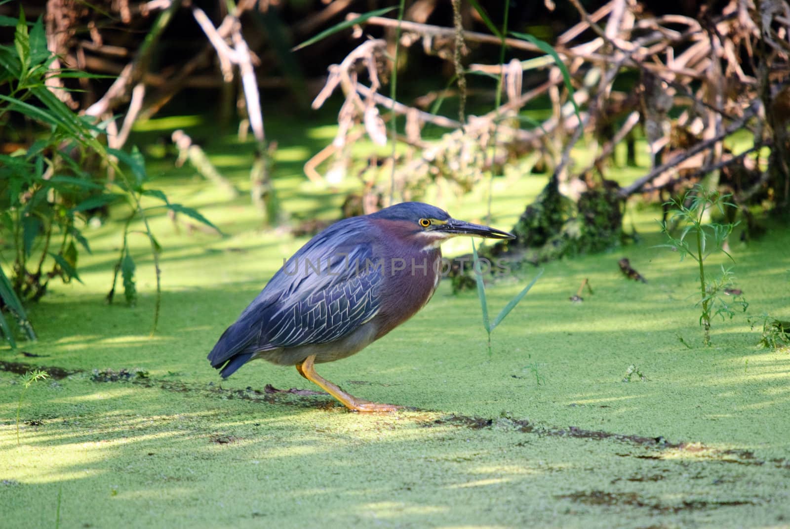 Green Heron looking for food in a pond
