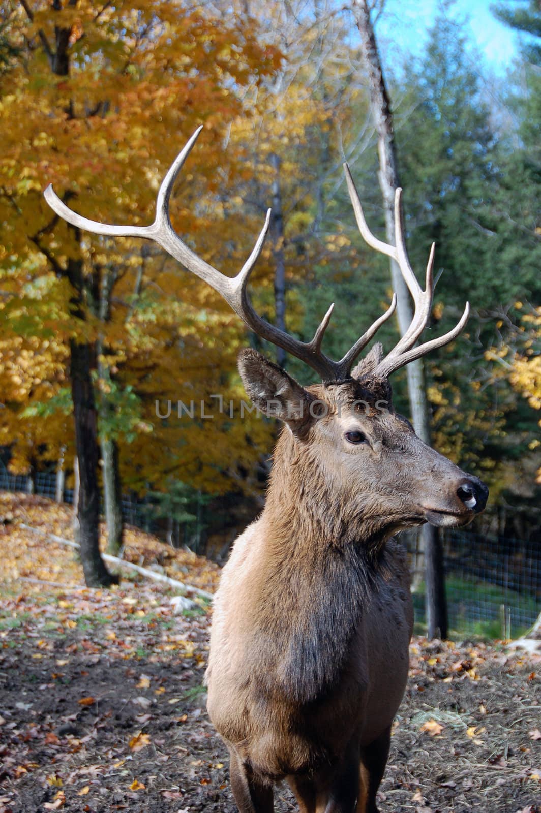 Wild elk on a beautifull day in autumn