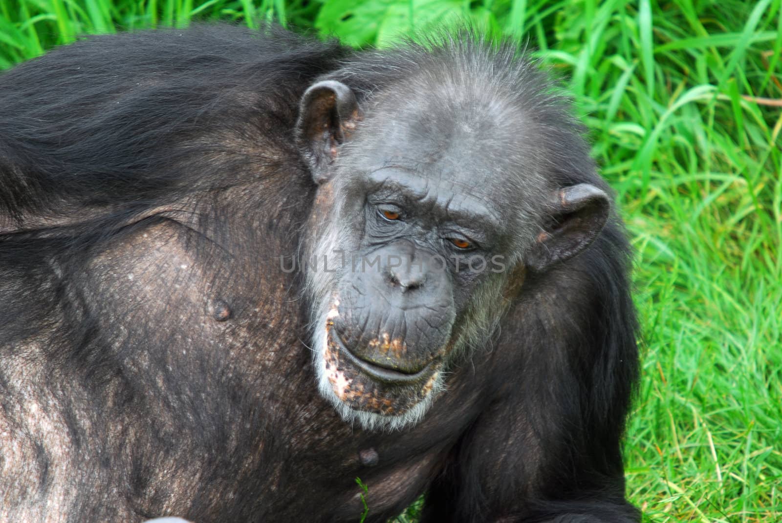 Common Chimpanzee by nialat